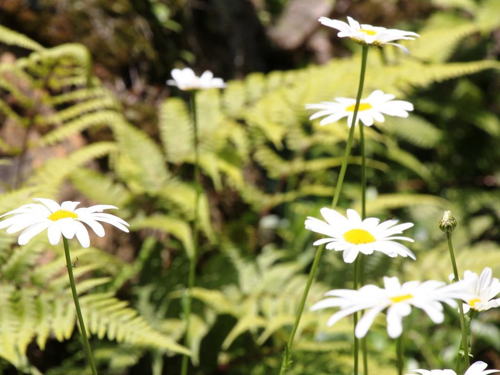 Pension Morinokaze Hakuba Bagian luar foto